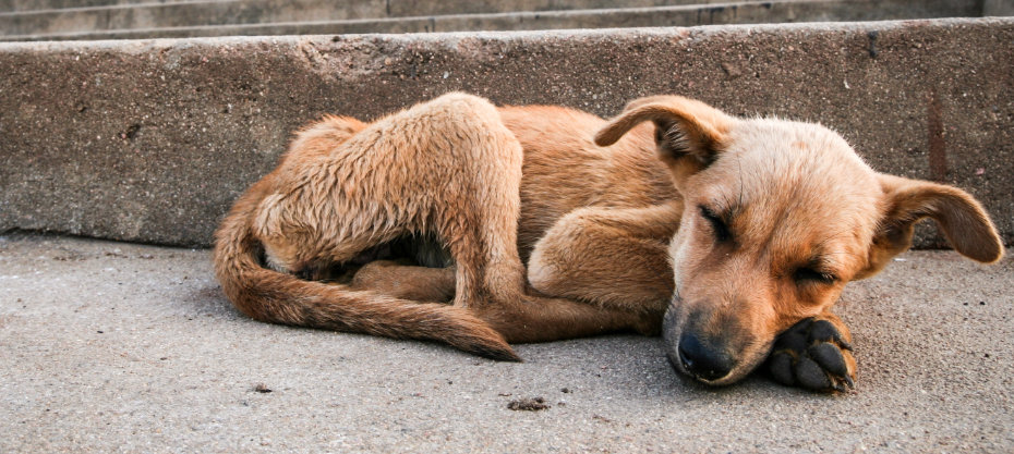 A thin brown dog is sleeping on a concrete surface with its body curled and head resting on its front paws.